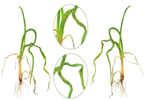 Onion attacked by onion eelworm, Ditylenchus dipsaci