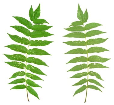 Leaf of sumac tree attacked by Flea beetles, Alticiny