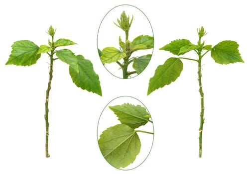 Hibiscus plant attacked by aphids, isolated