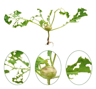 Slug damage of green kohlrabi, isolated