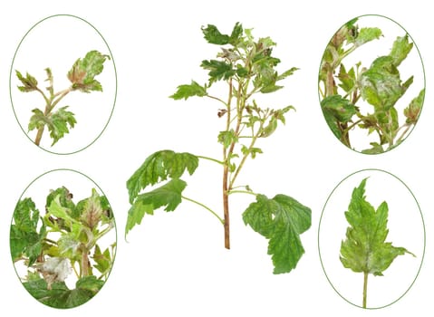 Infection of black currant by grey mould, Botrytis cinerea, Botryotinia fuckeliana