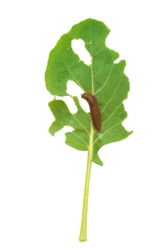 Slug damage of green kohlrabi leaf