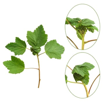 Red currant plant attacked by aphids