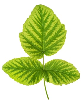 Iron deficiency in raspberry leaf, chlorosis, isolated on white