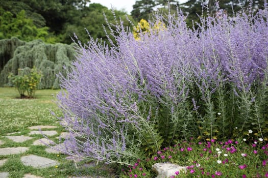Details of beautiful russian sage in garden.