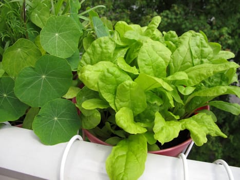 Swiss chard in a flowerpot on the balcony