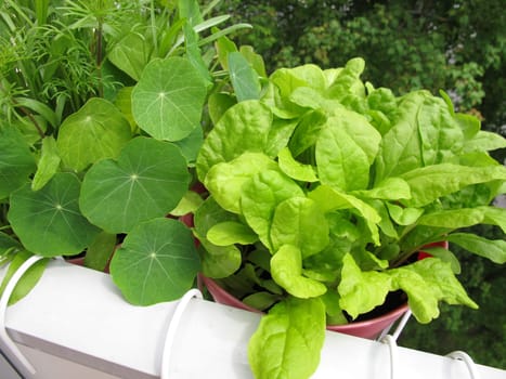 Swiss chard in a flowerpot on the balcony