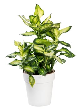 Variegated potted Dieffenbachia plant with its ornamental tropical leaves popular as a houseplant isolated on white