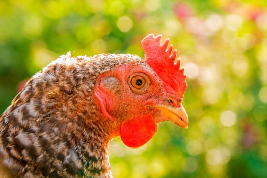 Head of a chicken