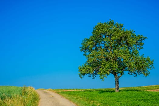 Tree along the way