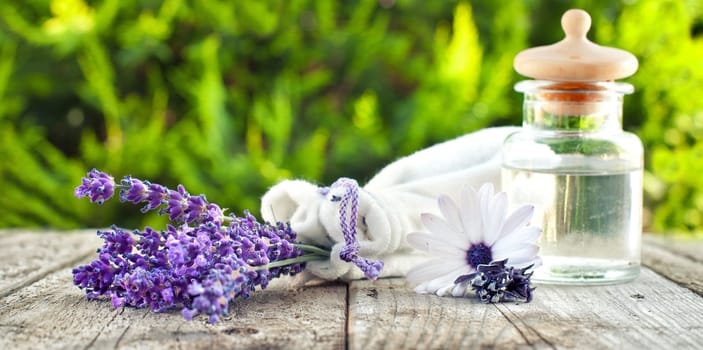 Lavender in the garden