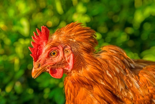 Head of a chicken
