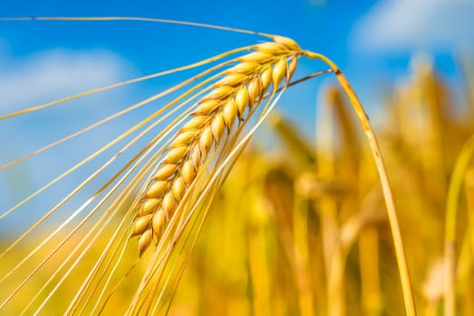 Barley