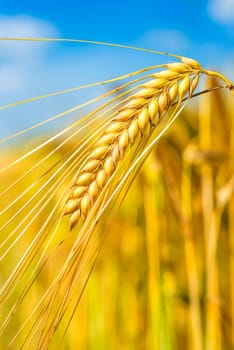 Barley