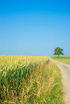 Spelt field