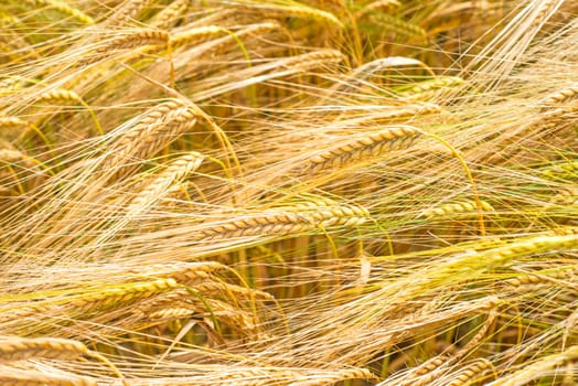 Barley