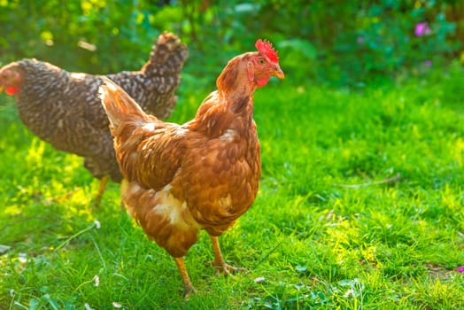 Free-range chickens
