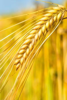 Barley