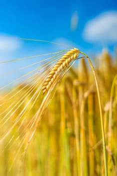 Barley