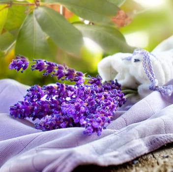 Lavender fresh