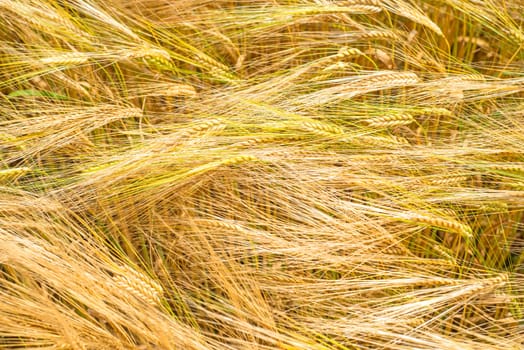 Barley