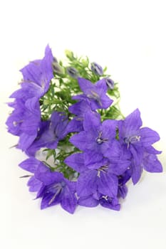 a purple bluebell against a white background