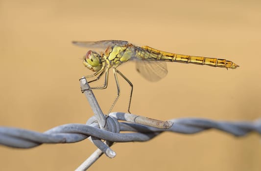 dragon-fly