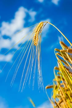 Barley