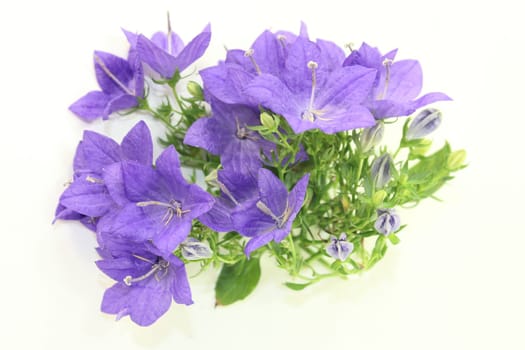 a purple bluebell against a white background