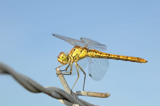 dragon-fly