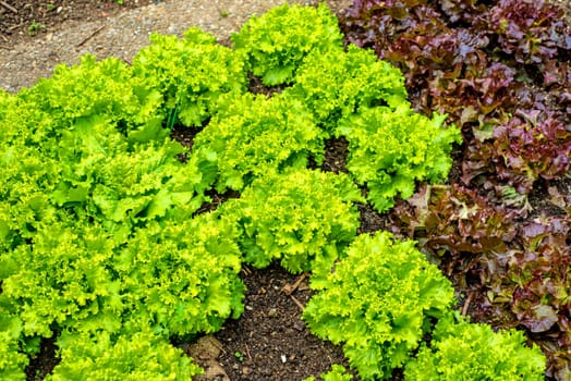 Lettuce cultivation