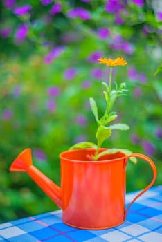 Still life with marigold