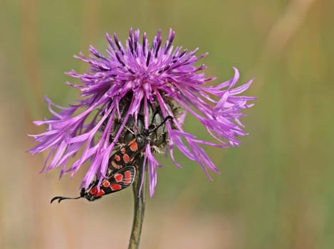 Sainfoin ram mating on scabiosis flake flower