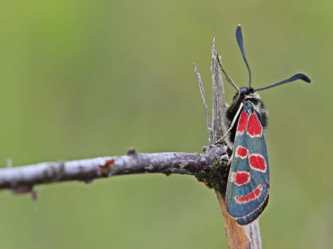 Sainfoin ram (Zygaena carniolica) on the Dörnberg
