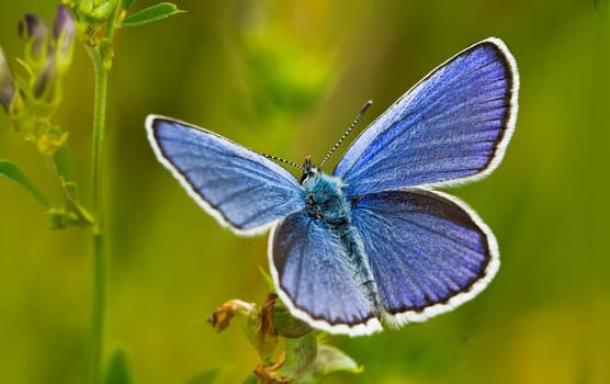 Sky Blue Male
