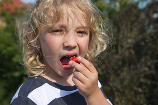 Blond boy in stripped shirt is eating strawberry. Horizontally.