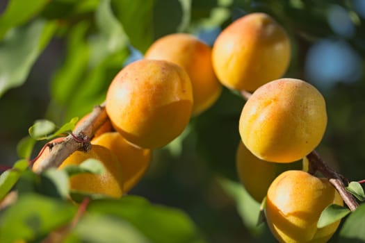 Close up view of apricots ripen on the tree. Horizontally.