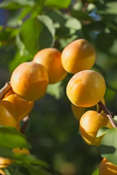 Close up view of apricots ripen on the tree. Vertically.