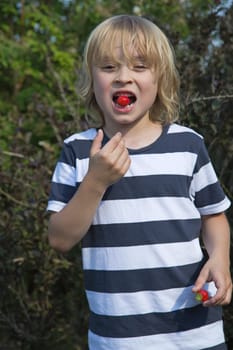 Blond boy in stripped shirt is eating strawberry. Vertically.