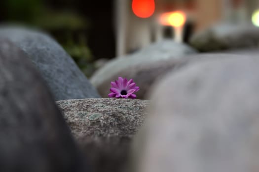 Wallflower