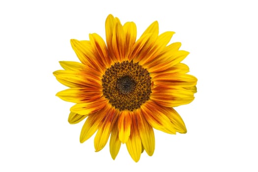red-yellow sunflower