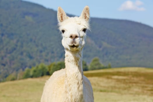 Cute, white alpaca portrait with scenic copy space