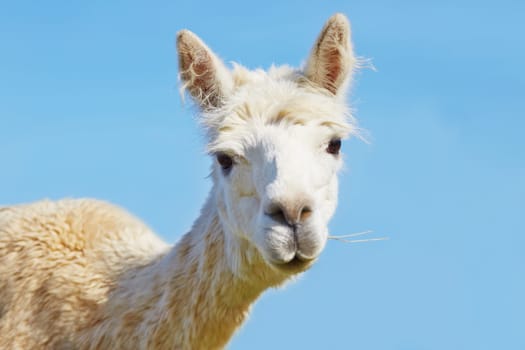 Cheeky portrait of alpaca with straw in mouth