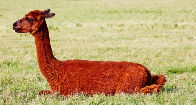 Red brown alpaca squatting in sit position in field