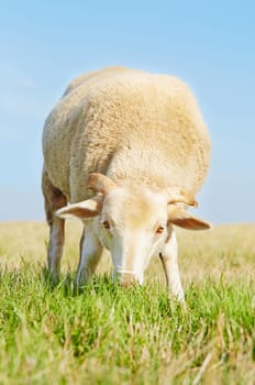 Young ram eating grass in a field with blue sky background