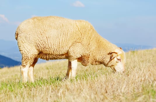Side profile of a sheep eating grass with scenic vista in background.