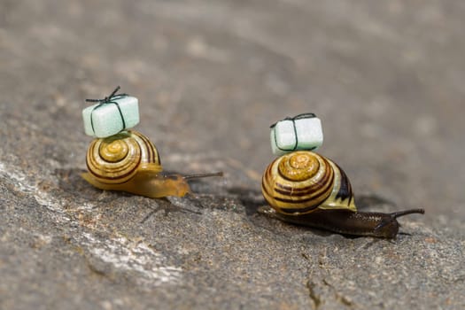 Snail mail