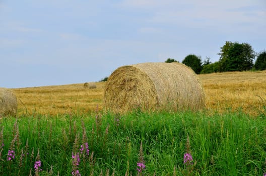 Field in summer