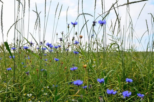 Field Cornflowers Summer