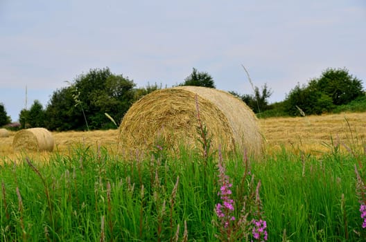 Field in summer